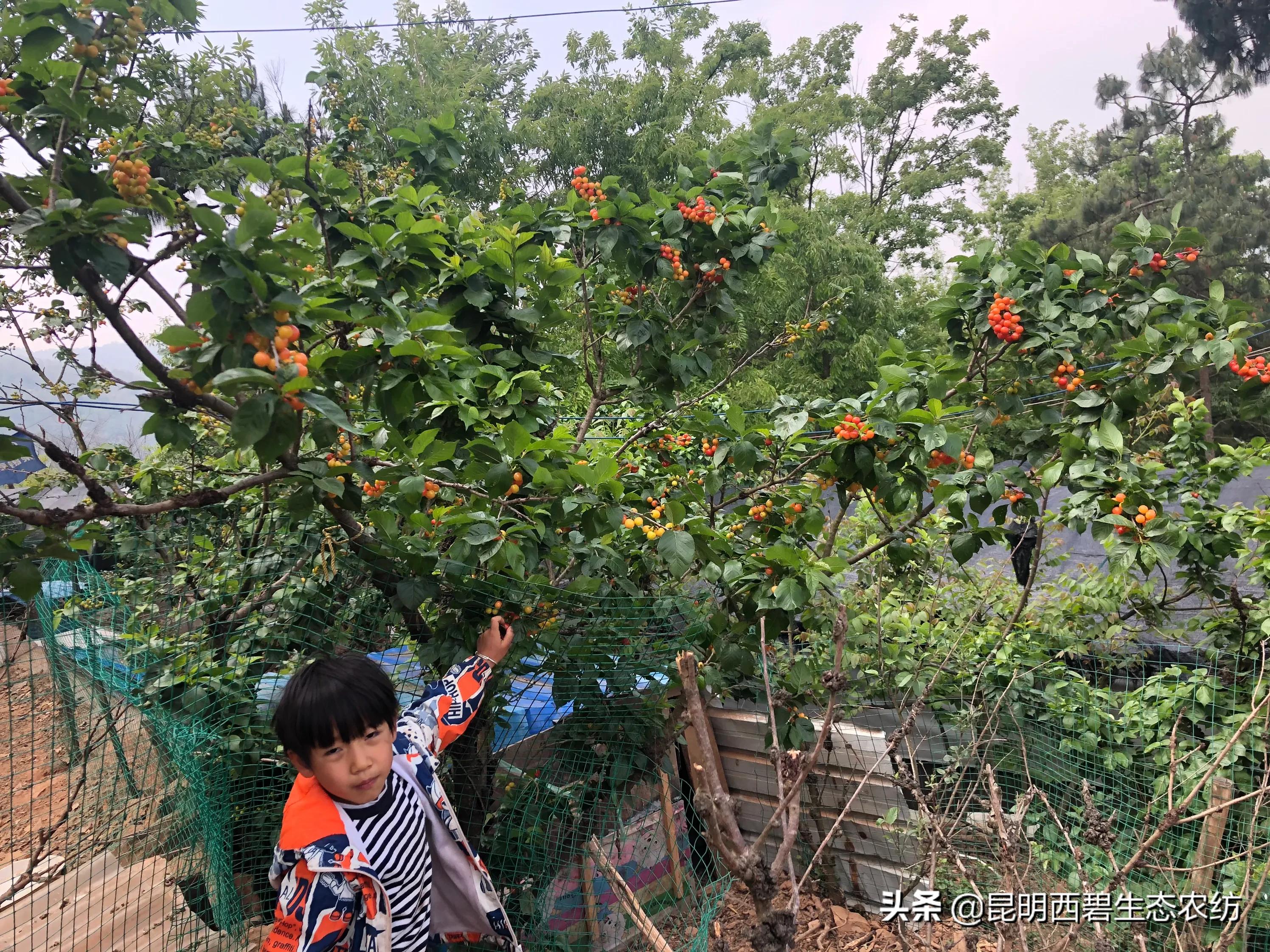 车厘子快比草莓便宜，车厘子快比草莓便宜了